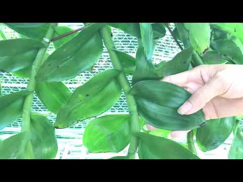 LAN RỪNG CỦA NHÀ CHÙA THÁI BÌNH 0975.729.685 - 0943652834