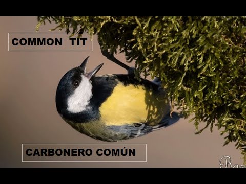 CARBONERO COMÚN | GREAT TIT | Parus major