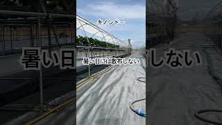 キノンドー散布2025.6.1 #農業 #農協 #いちご #農薬