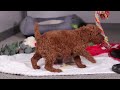 Standard Poodle dogs for sale: Claire - Video 1
