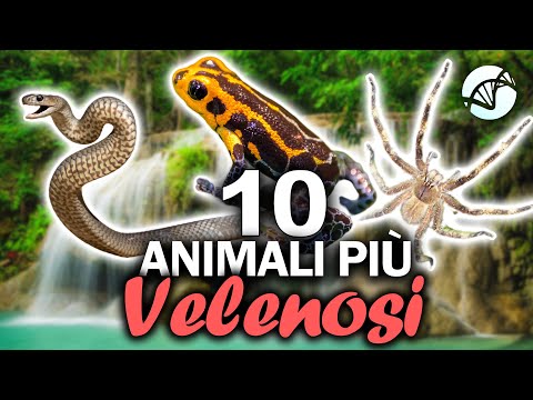 10 Most Poisonous Animals in the World 🐍