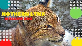 Евразийская рысь Московский зоопарк Nothern lynx Moscow Zoo 
Подпишитесь на канал https://www.youtube.com/c/ziminvideo
Евразийская рысь. Московский зоопарк.
Музыка - Александр Зимин.
Отряд: Хищные. Семейство: Кошачьи. Ареал: