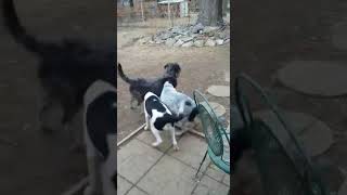 Video preview image #1 Mutt Puppy For Sale in Gretna, NE, USA