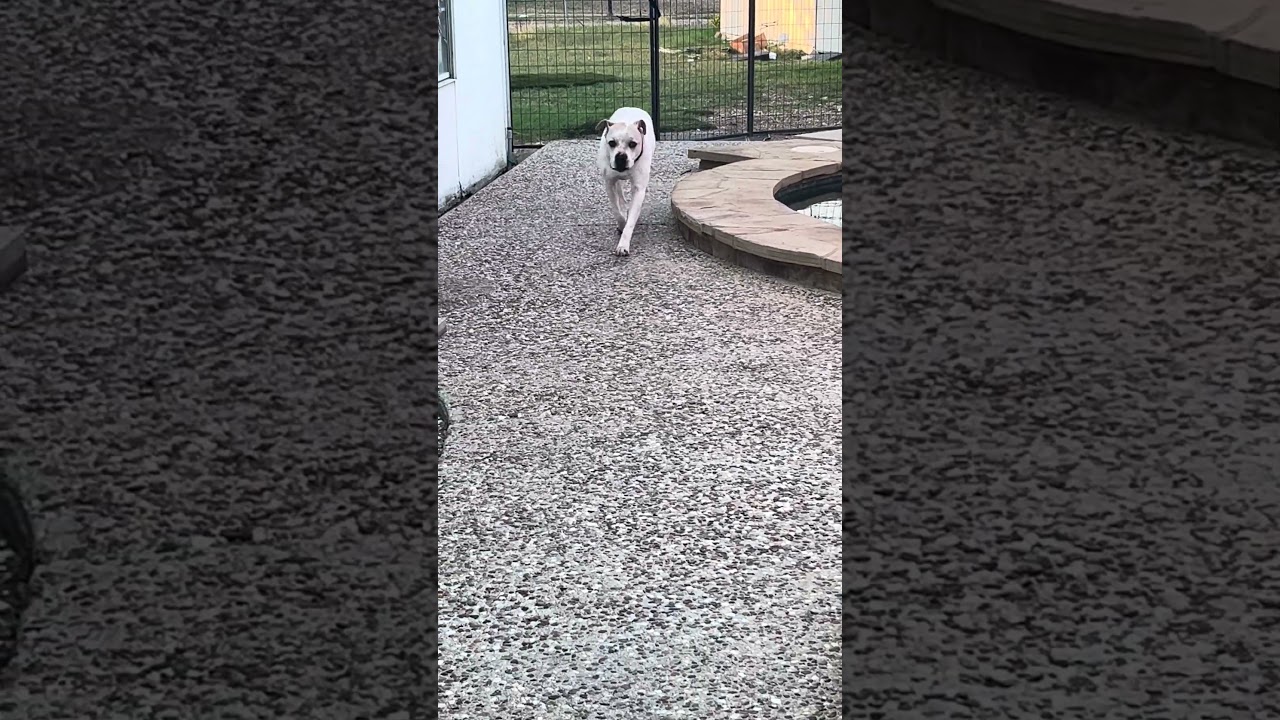 Enlarge Cookie, a ADOPTABLE mixed breed in Southport, CT video 2/6