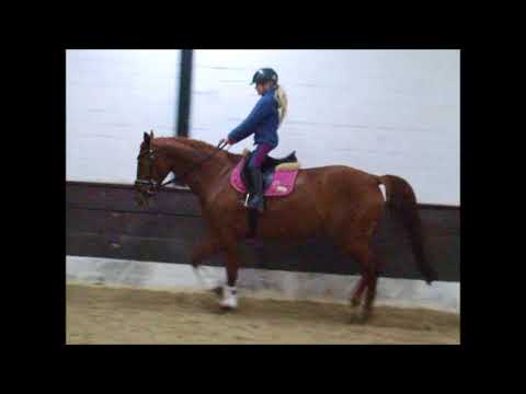 ETOSHA 5j. v. Edward - Gand Cru VB 6.500,- Euro