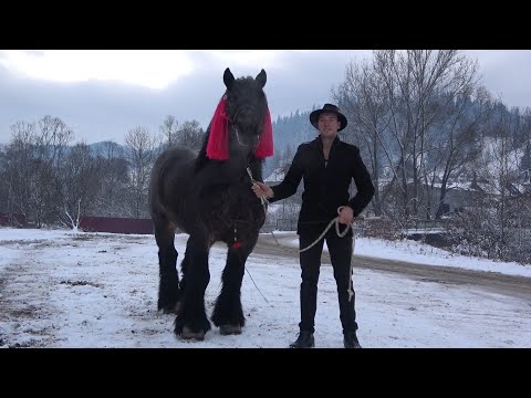 Armasarul lui Dimitri Pisdeli de la Vatra Dornei, Bucovina - 2021 Nou!!!