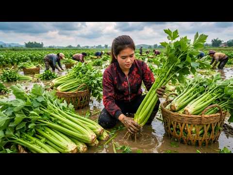 Harvesting 500KG Water Celery for Market, Digging Fresh Sweet Potatoes | Rural Farm Life