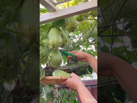 Chayote squash.  How do you cook it?  #149