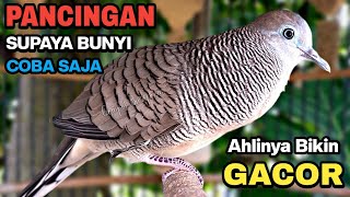 Download lagu Perkutut Lokal Gacor Suara Besar Pancingan Burung Perkutut Agar Cepat Bunyi. mp3