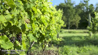 Hopewell Valley Vineyards - 4K Video with Early Morning Nature Sounds - Ambient Landscapes