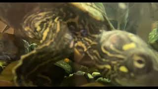 Turtle Reptiles Videos