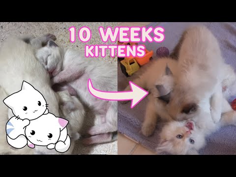 10 weeks Development of Ragdoll Kittens /Different Ragdoll Kitten Patterns/ Animal Cuteness Overload
