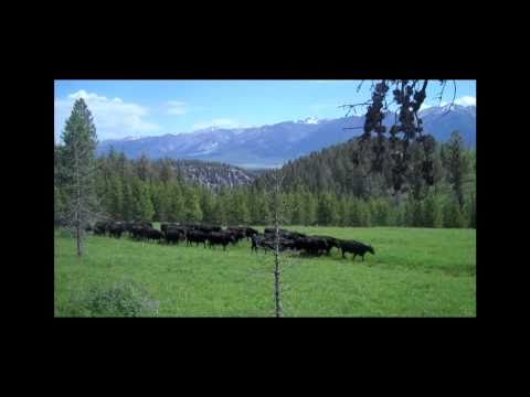 Montana Ranching: Raising Family and Beef (Part One)
