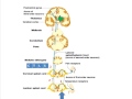 Pathway of pain and temperature