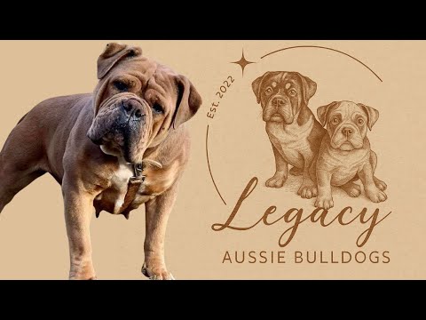 Australian Bulldogs - Beccah Wilson from Legacy Aussie Bulldogs