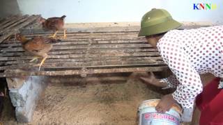 Hướng dẫn kỹ thuật chăn nuôi gà trên nền đệm lót vi sinh