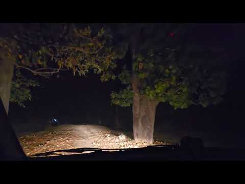 Night Drive Kanha Tiger Reserve । Kanha National Park Madhya Pradesh । Tiger Hunting Style । Bison