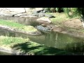Crocodiles On Safari Animal Kingdom