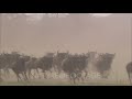 Wildebeests Stampede With Zebras