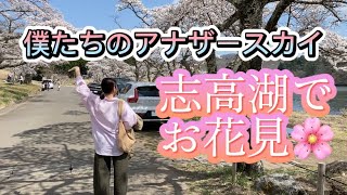 【お花見】大分県内で1番好きな場所でお花見して来たよ