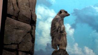 preview picture of video 'Zoo View MeerKat-Cincinnati Zoo'