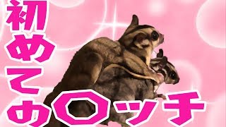 【フクロモモンガ】はじめての〇ッチ【Sugar Glider】
