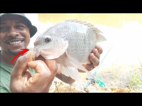 Aqui tem tilápia bruta e monstruosas . (Guidoval MG)