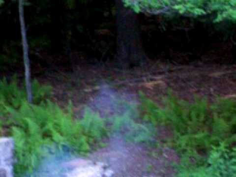 Bear Cub 6-8-10 Go Away Part 2.