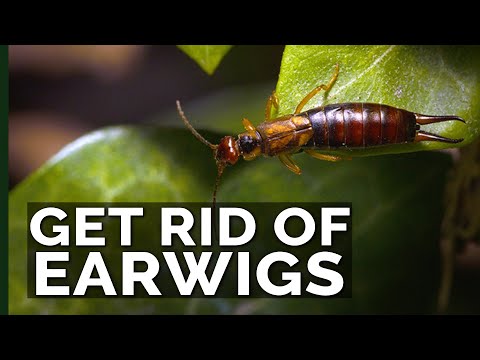 , title : 'Get Rid of Earwigs With These 2 Traps!