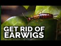 Get Rid of Earwigs With These 2 Traps!