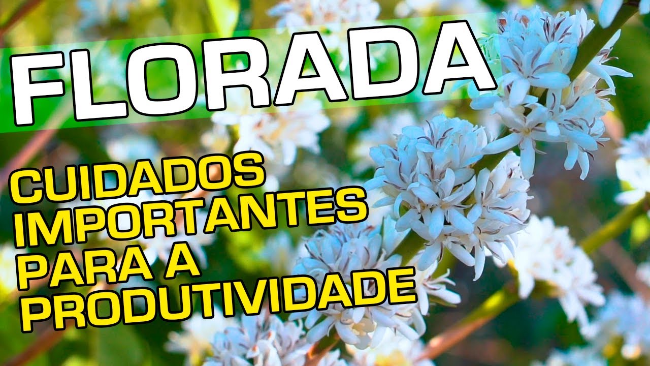 Florada | No Pé do Café