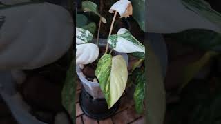 Philodendron gloriosum  'tricolor ’variegated‘　#plants  #philodendron  #gloriosum　#variegata