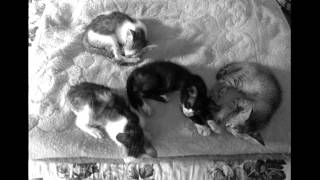 Cats and kittens (Charlie Rich-Gonna be waitin') B&W VAC