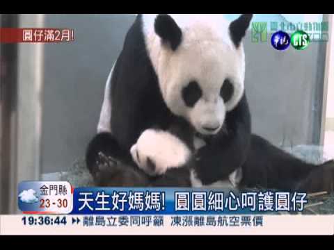 圓圓稱職媽! 細心顧"仔"流露母愛