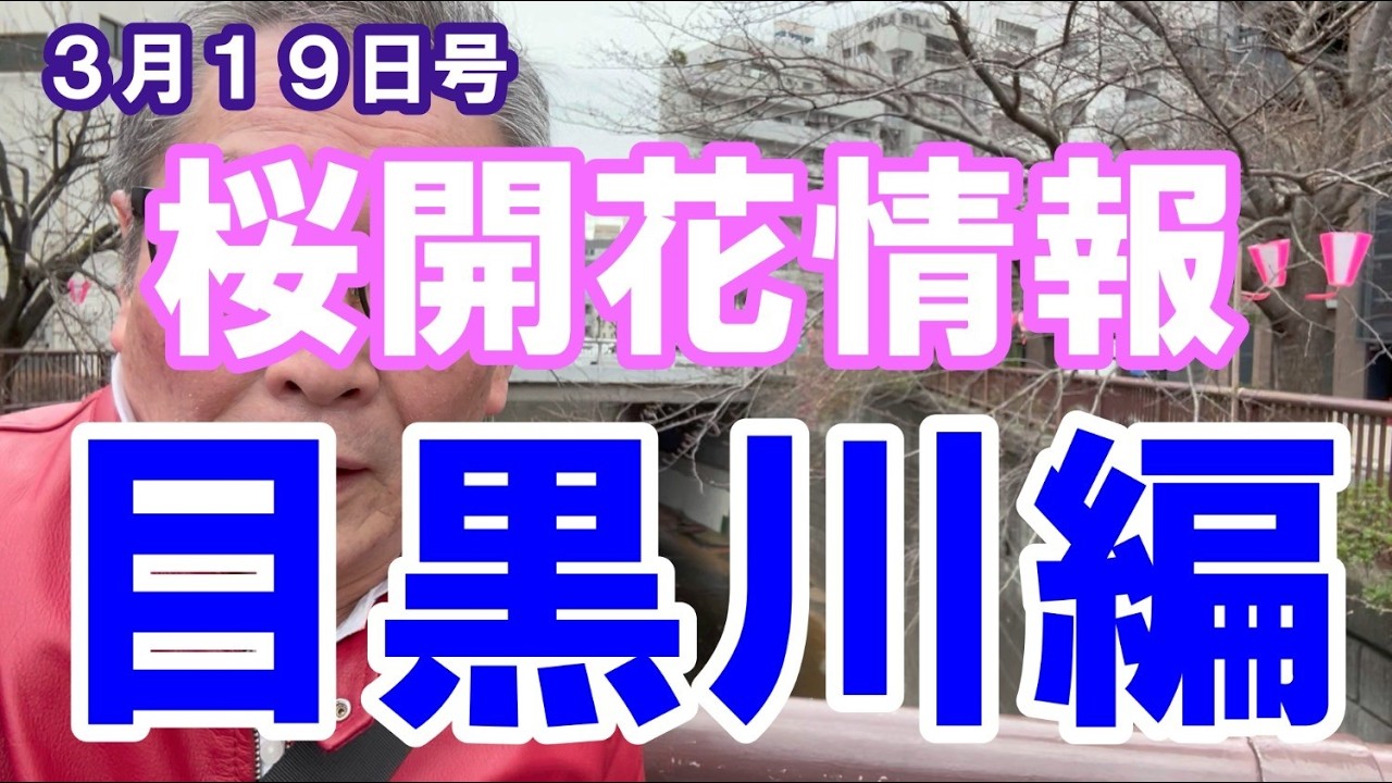 ３月１９日号　目黒川開花速報！
