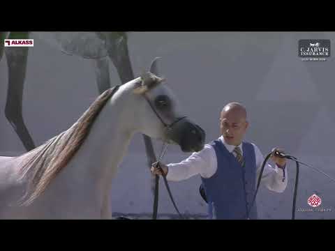 N 50 ELAFAAH MCA   GCAT Roma 2024   Fillies 2   3 Years Old Section B Class 2B