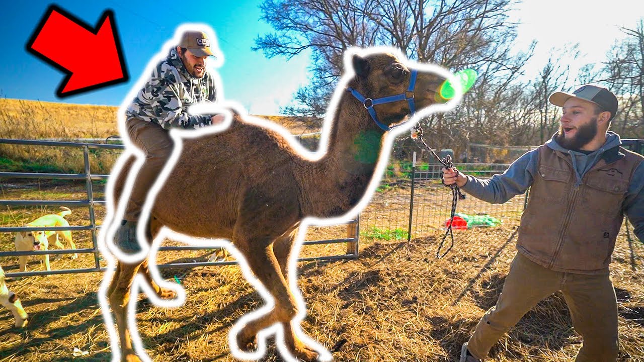 I Tried RIDING My PET CAMEL! (Bad Idea)
