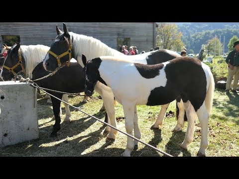 Pferdeverlosung + Versteigerung