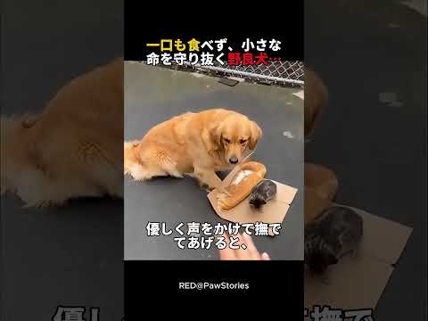 一口も食べず、小さな命を守り抜く野良犬…#感動 #涙腺崩壊 #泣ける話 #心温まる話 #保護犬