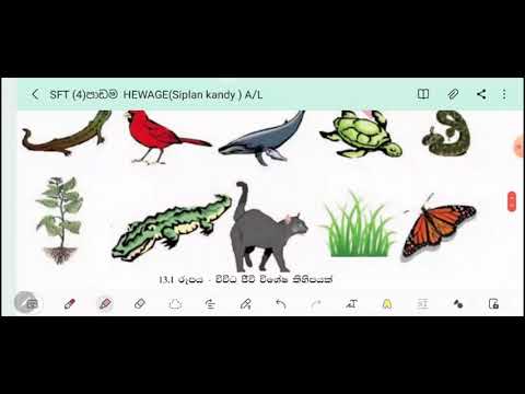 sft 4 Padama 1 kotasa