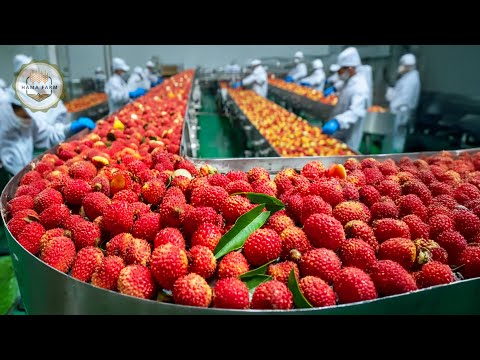 How To Process Thousands of Tons of Lychee In A Processing Factory