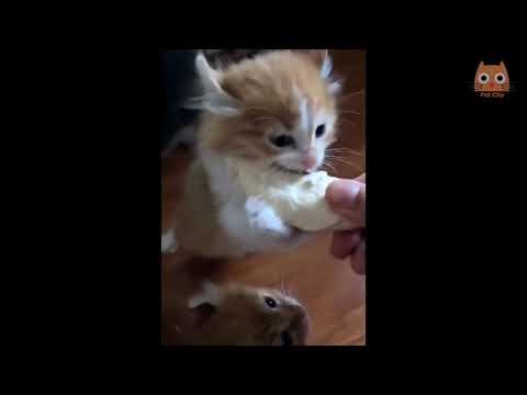 LOS ANIMALES DIVERTIDOS FALLAN! - ¡INTENTA NO RETAR EL RETO