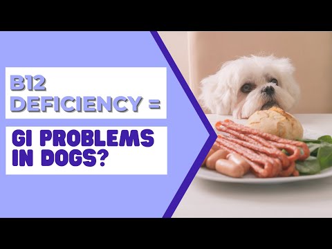Vitamin B12 Deficiency in Dogs: Symptoms, Causes and Treatment Guide