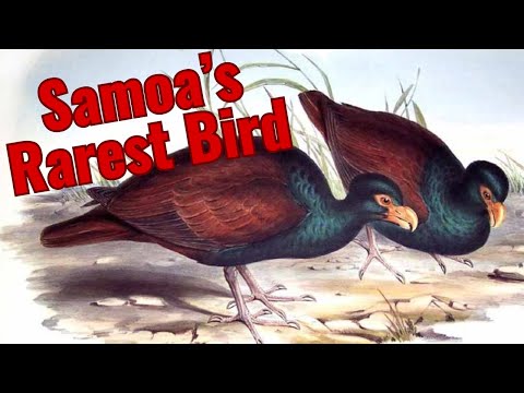 Manumea tooth-billed pigeon Samoa