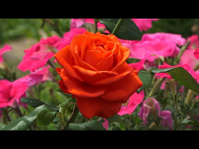 23 июля – День дачника