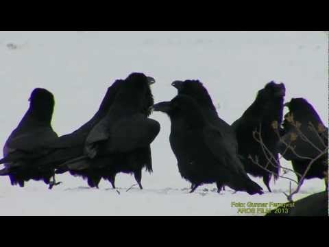 KORP  Common Raven  (Corvus corax)  Klipp - 1016