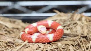 Reptile Store Tour! AE Herps and Exotics!
