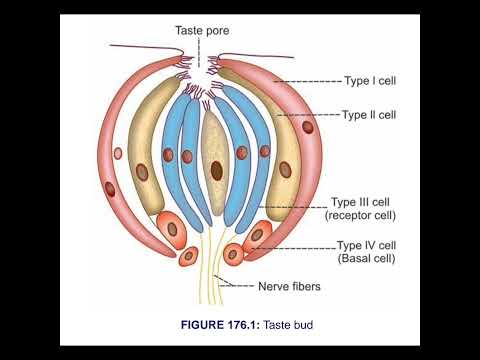 Taste Bud Structure | Types of Cells in Taste Bud | NEET & Medical Students..#anatomy with love