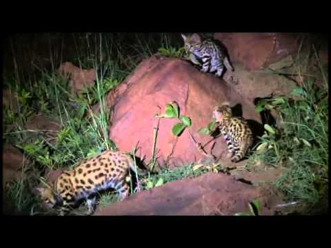 Wildlife Wonder-Black Footed Cats