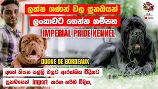 අතේ තියෙන සල්ලි වලට සුනඛයෙක් Import කරන්නේ මෙහෙමයි - Dog Importing - imperial pride kennel